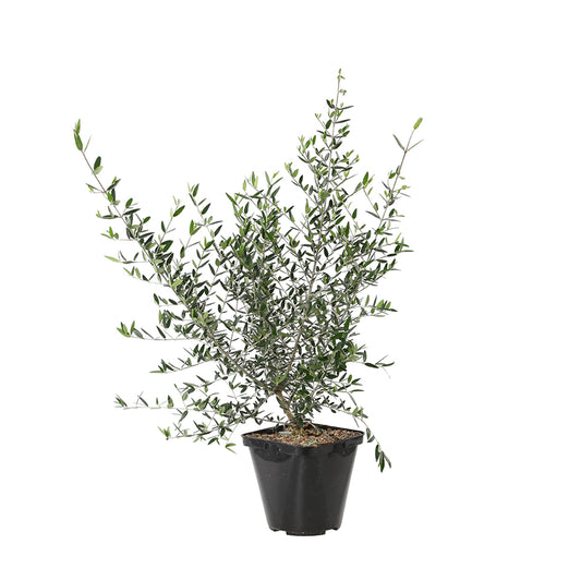  Olivier, Olea Europeae : Pot 4L