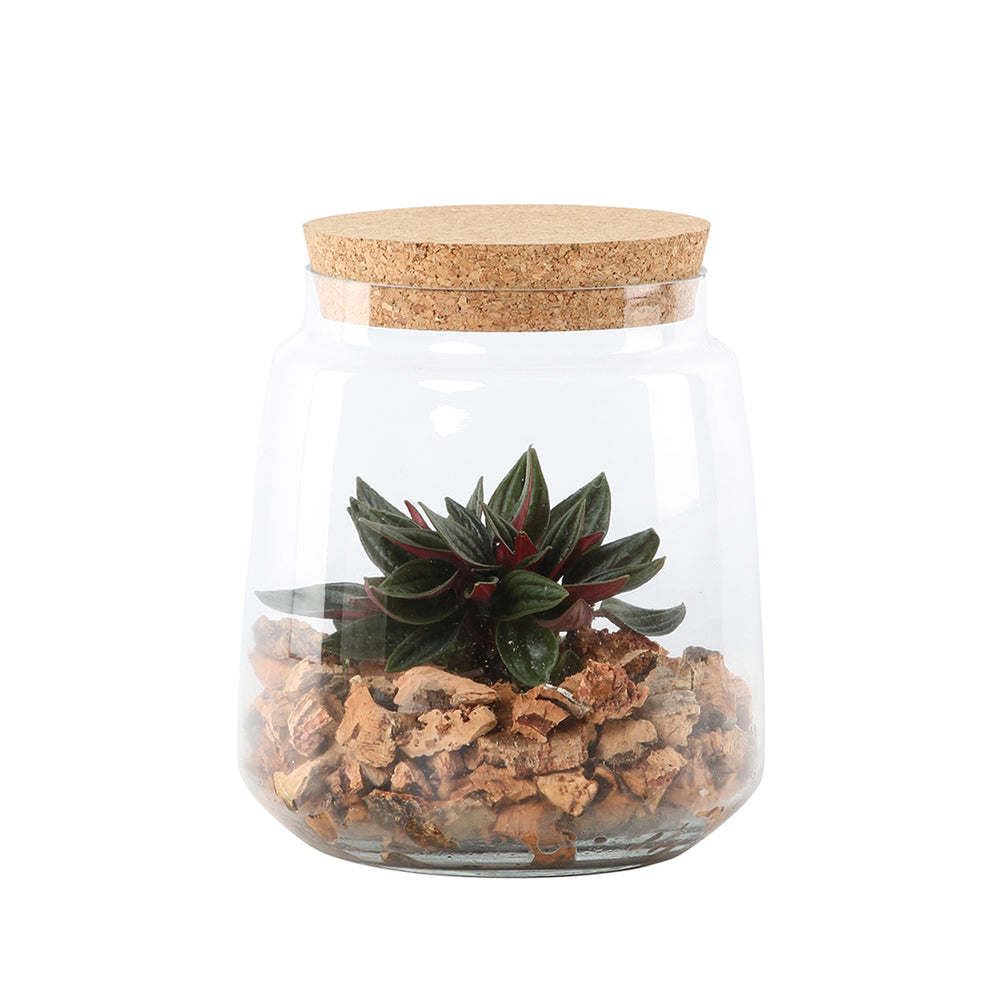  Terrarium, 1 Plante D'intérieur