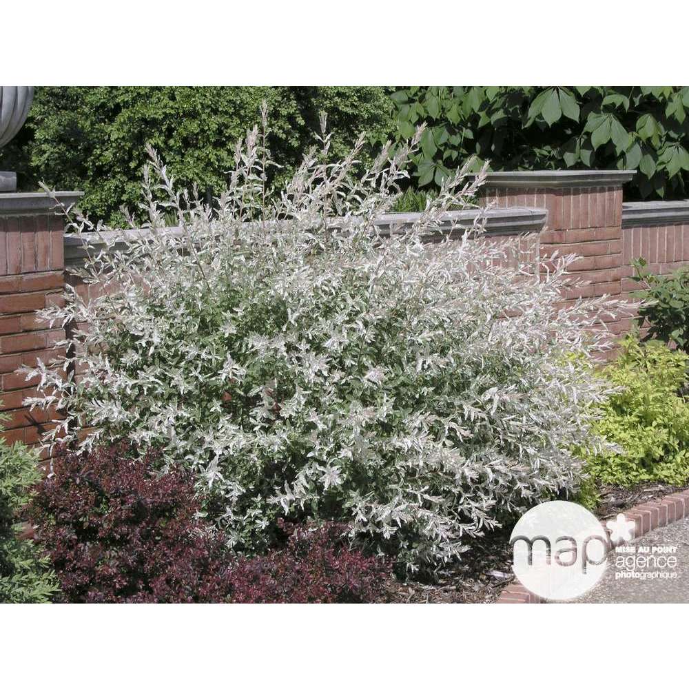  Salix Integra 'hakuro Nishiki': H.120cm Pot 15L