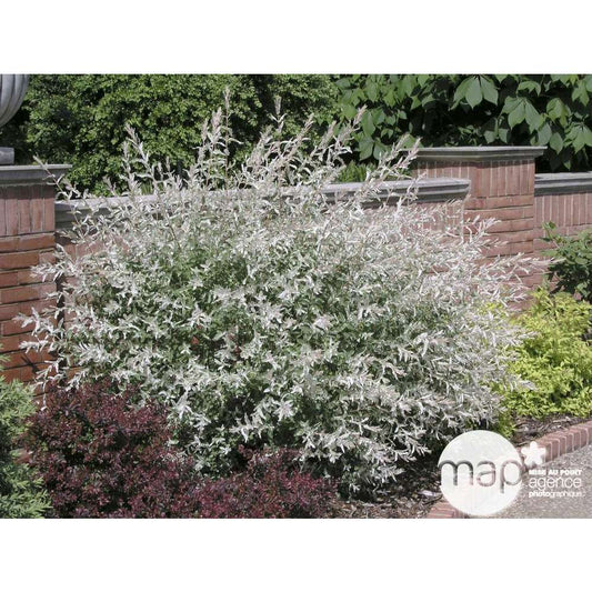  Salix Integra 'hakuro Nishiki': H.120cm Pot 15L