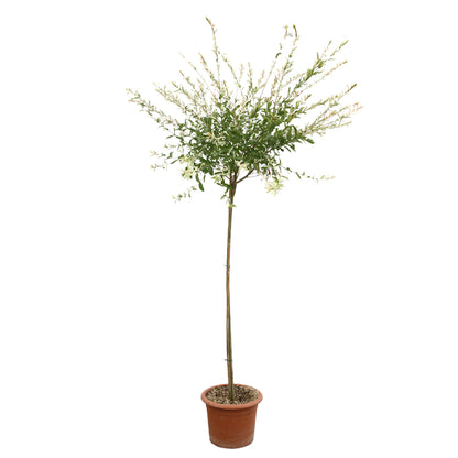  Salix Integra 'hakuro Nishiki': H.120cm Pot 15L
