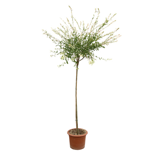  Salix Integra 'hakuro Nishiki': H.120cm Pot 15L
