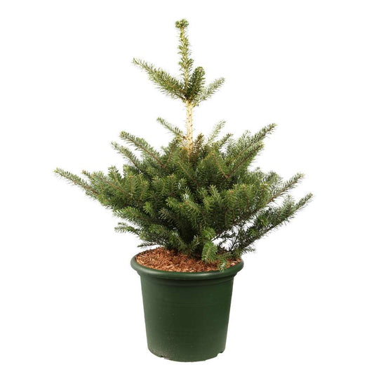  Abies Koreana 'Molli' Pot D6cm