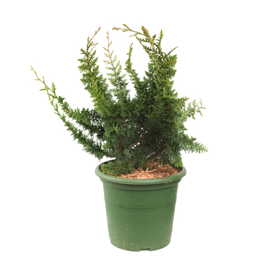  Chamaecyparis Obtusa 'Teddy Bear' Pot D2,5cm