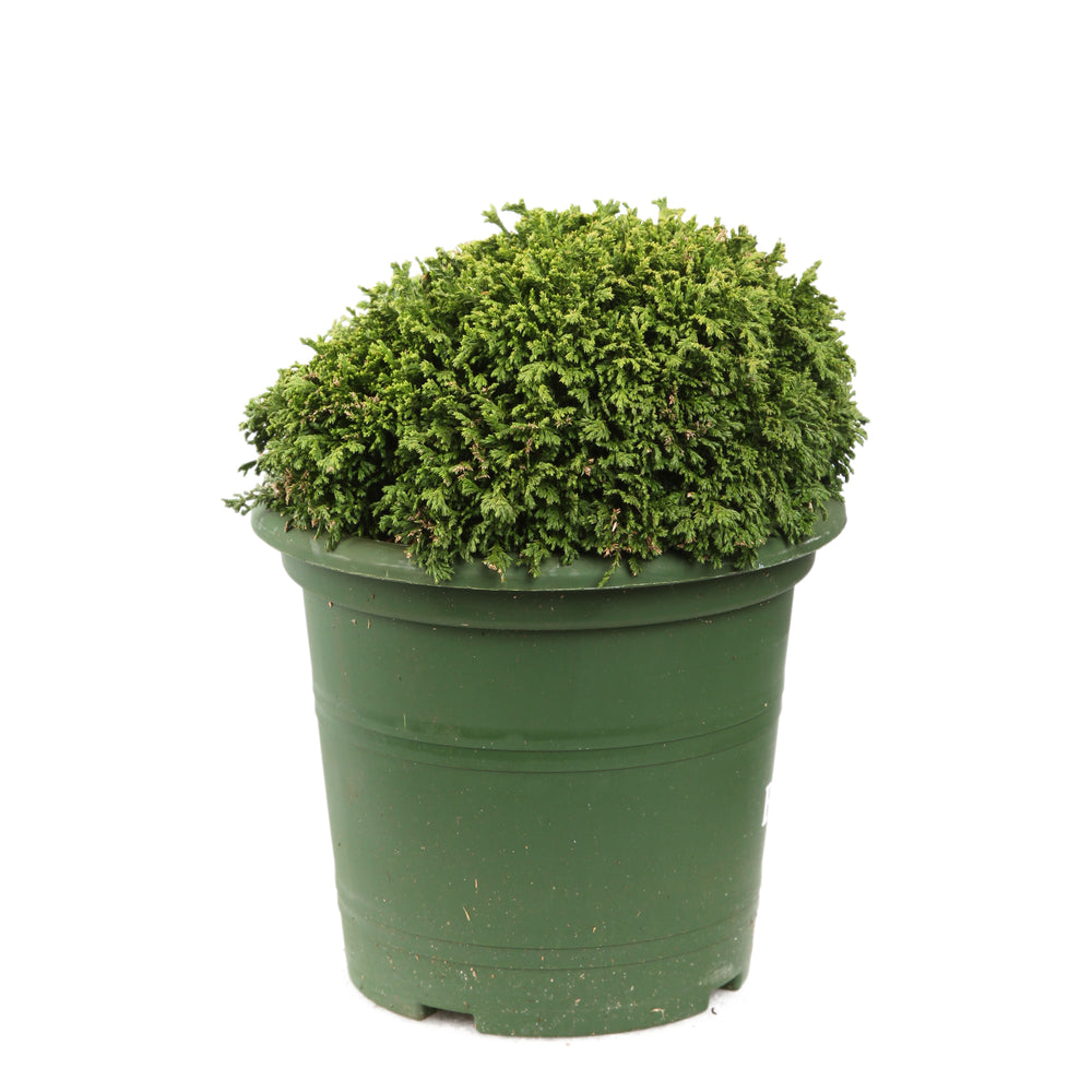  Chamaecyparis Pisifera 'Hime-Sawara' Pot D2,5cm