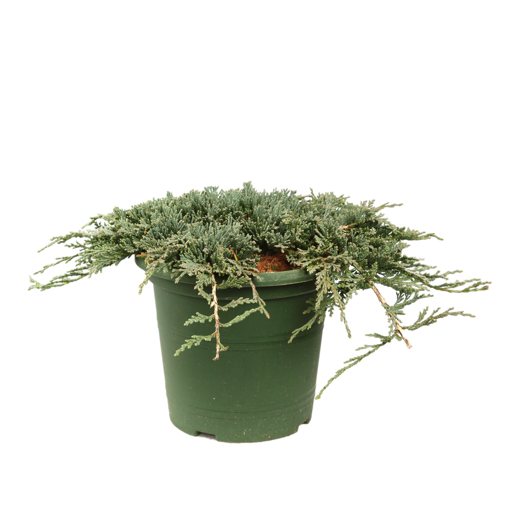  Juniperus Horizontalis Varié Pot D2,5cm