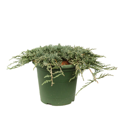  Juniperus Horizontalis Varié Pot D2,5cm
