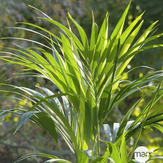  Kentia:H 240 Cm Pot D30 Cm