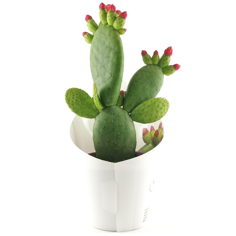  Opuntia Inamoena (ou Tacinga Inamoena) - Pot D14cm