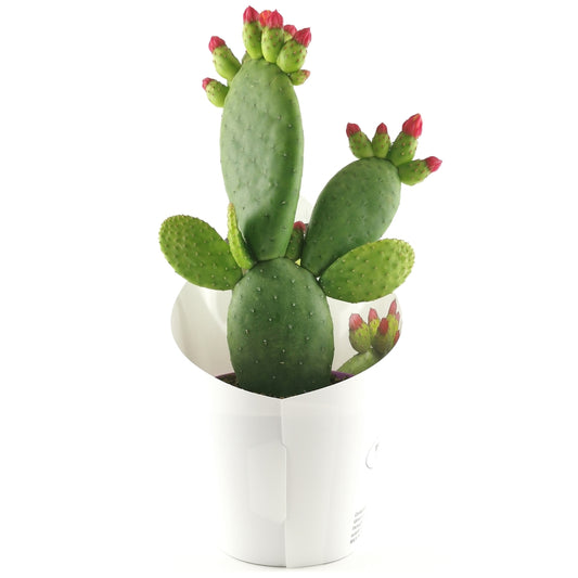  Opuntia Inamoena (ou Tacinga Inamoena) - Pot D14cm