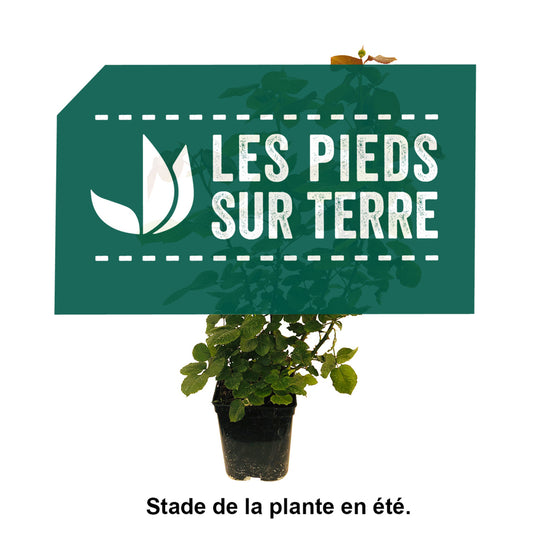  Rosier Azay Le Rideau' Pot 5L