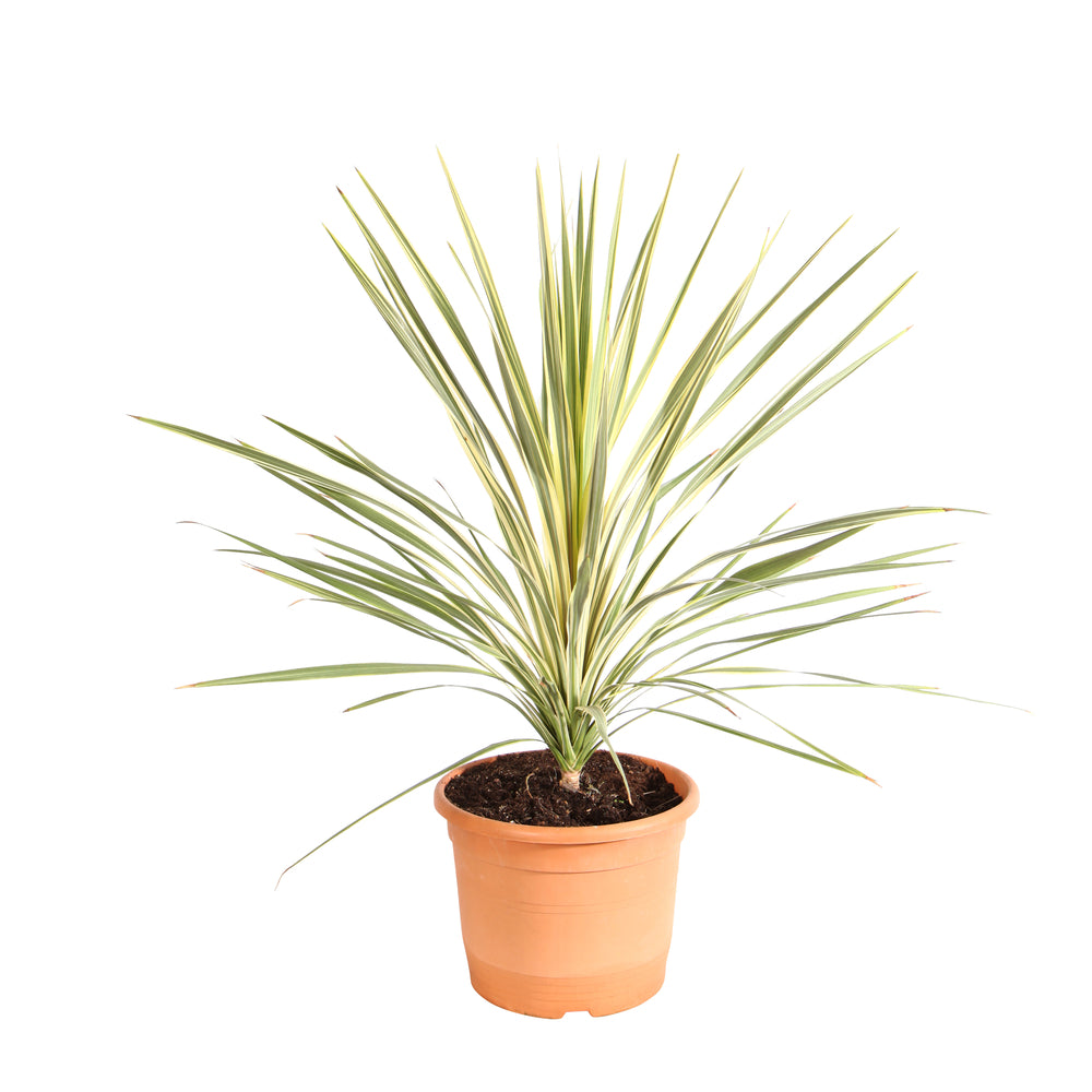  Cordyline Australis 'Torbay Dazzler' : Pot 15L
