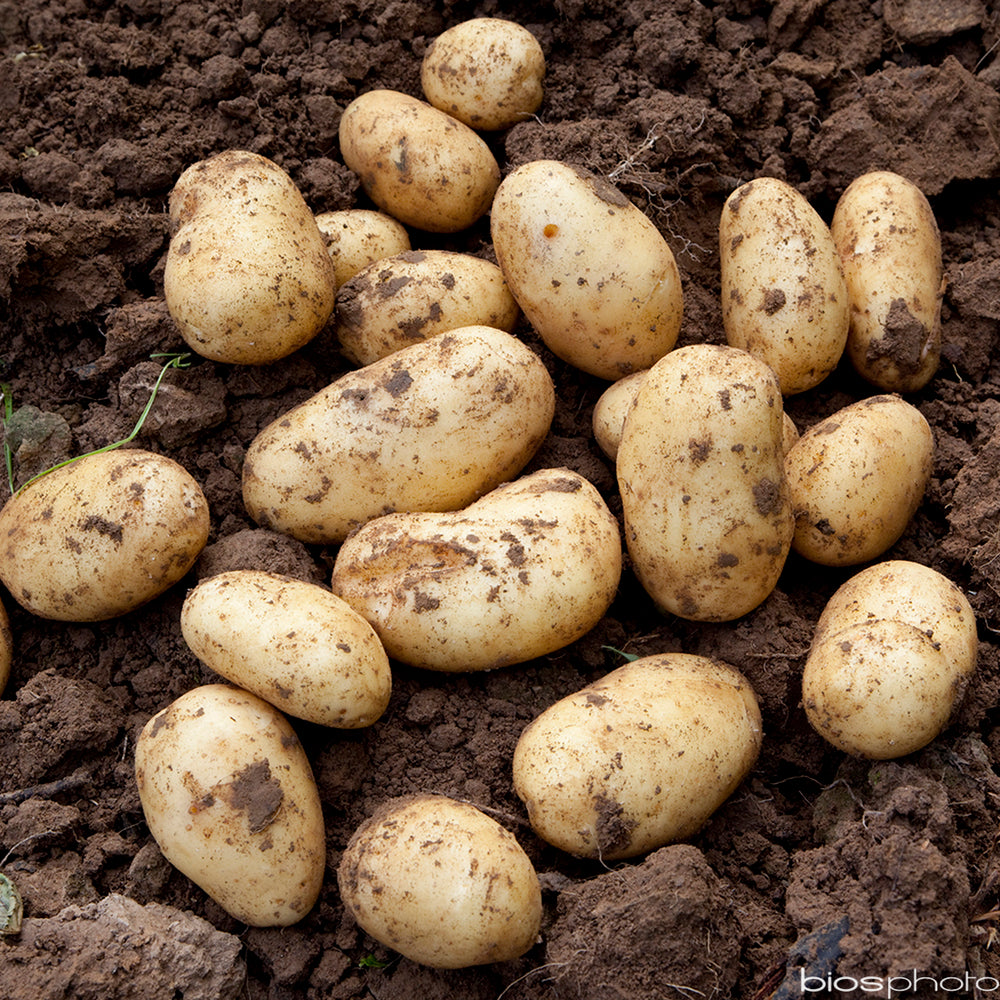  Plants De Pommes De Terre 'Monalisa' En Filet X10