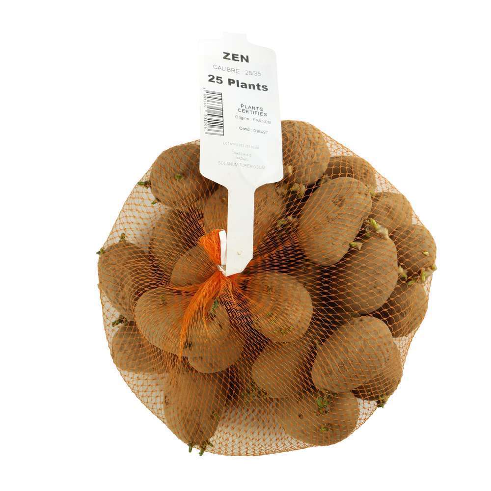  Plants De Pommes De Terre 'Zen' En Filet X25