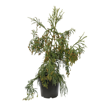  Cryptomeria Japonica 'Rasen-sugi' Pot 7,50 L