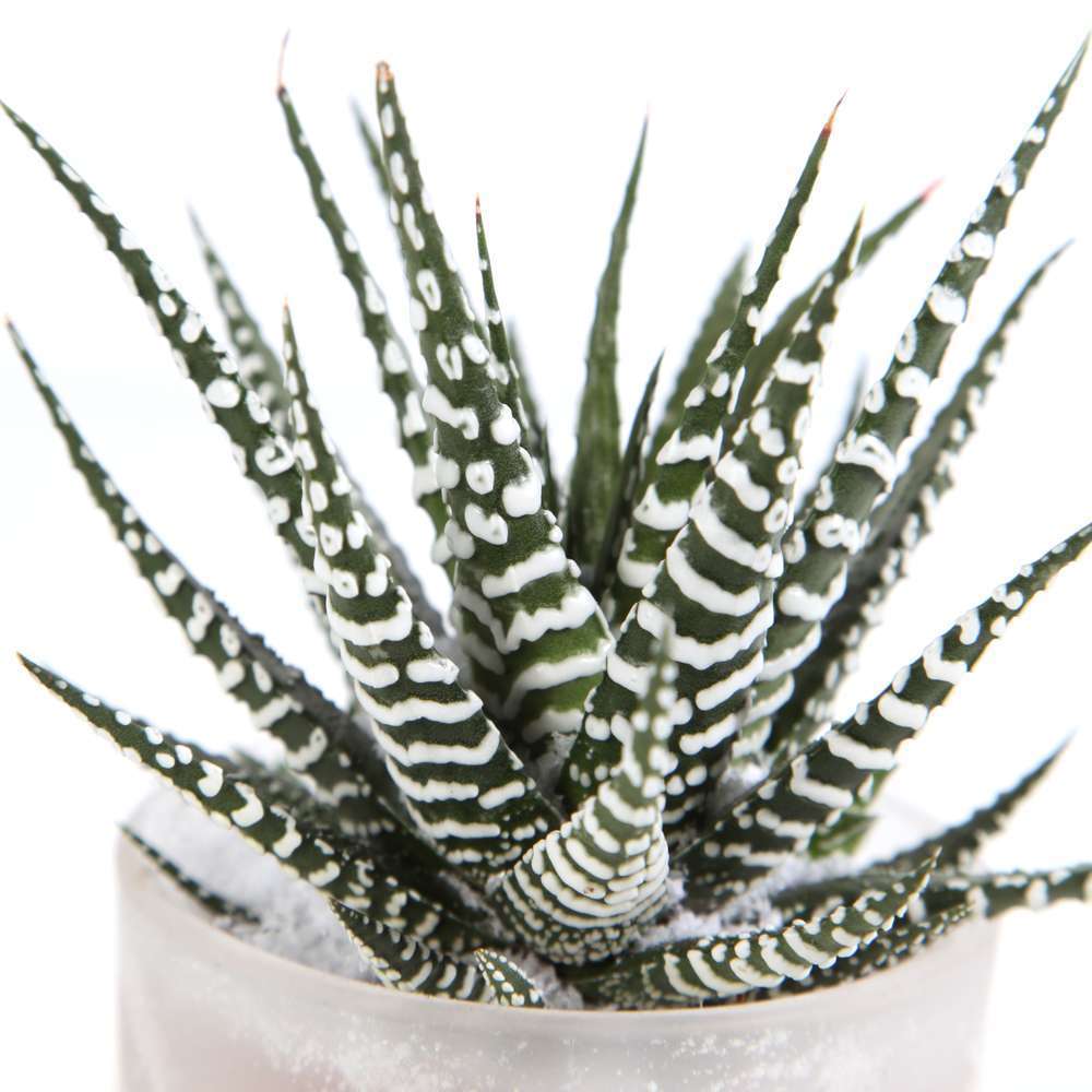  Haworthia En Verrerie H18cm X D9cm