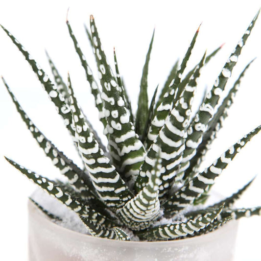  Haworthia En Verrerie H18cm X D9cm