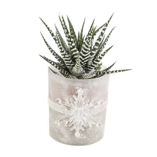  Haworthia En Verrerie H18cm X D9cm