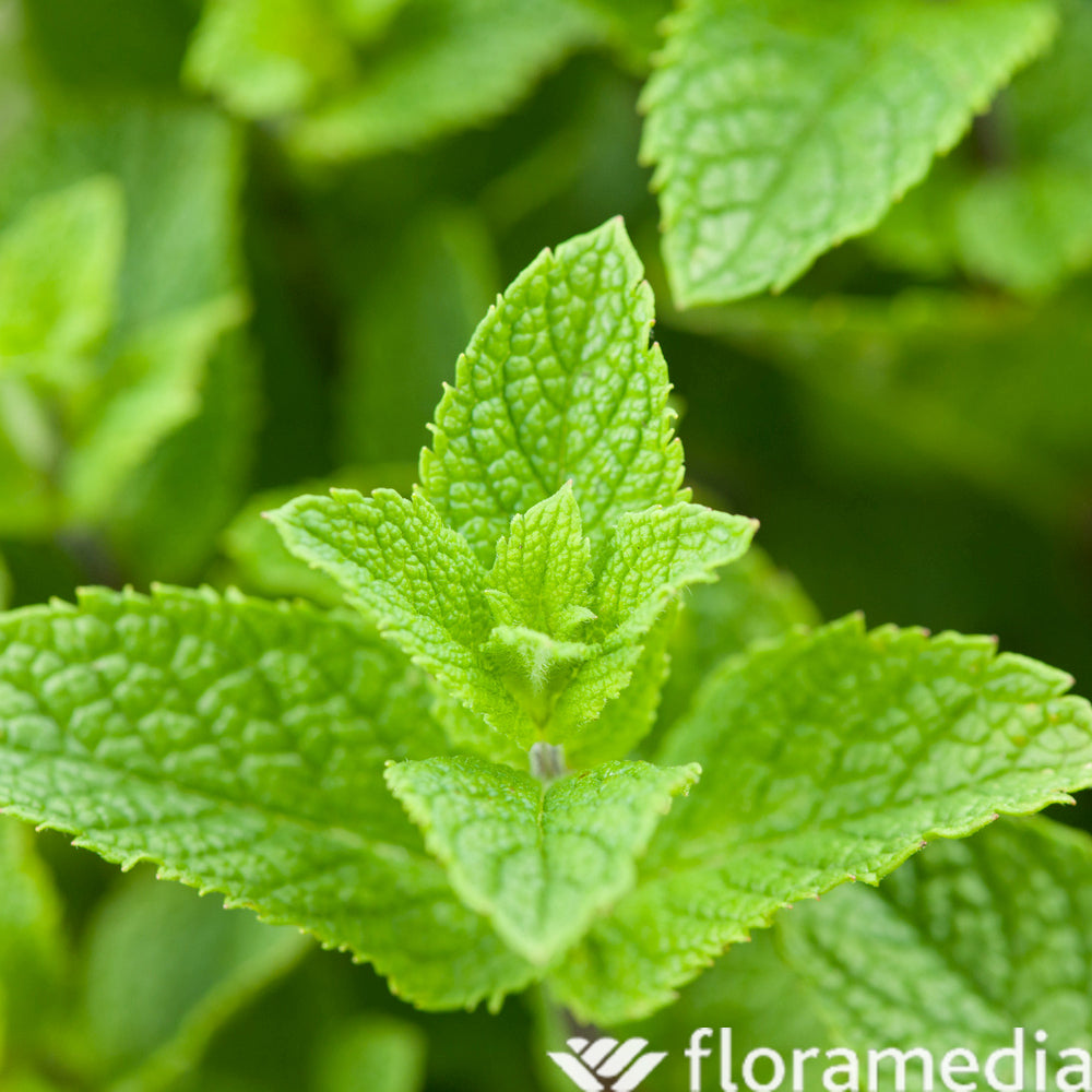 Menthe Fraise - Godet 9cm - AB