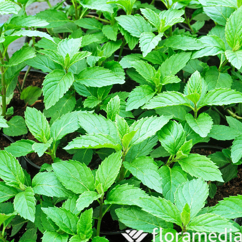  Menthe Fraise - Godet 9cm - AB