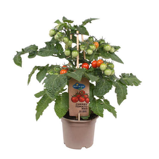  Plant De Tomates 'Cherry Red Pick & Joy' : Pot De D.14cm