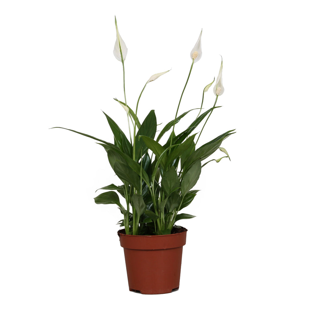  Spathiphyllum 'Sweet Chico': H 50 Cm Pot D13 Cm