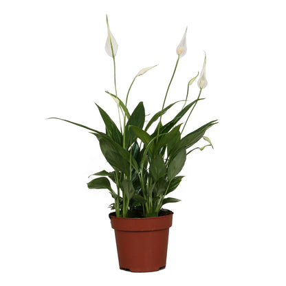  Spathiphyllum 'Sweet Chico': H 50 Cm Pot D13 Cm