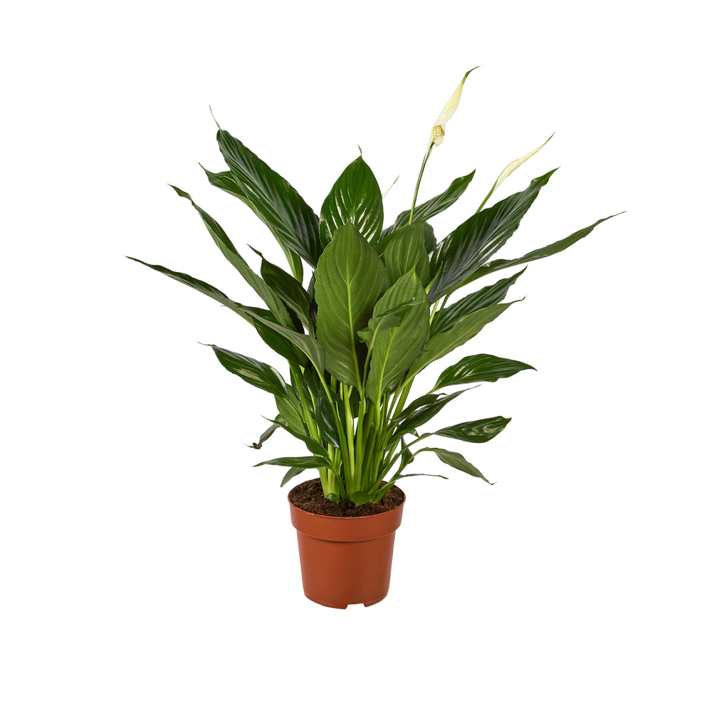  Spathiphyllum 'Sweet Chico': H 50 Cm Pot D13 Cm
