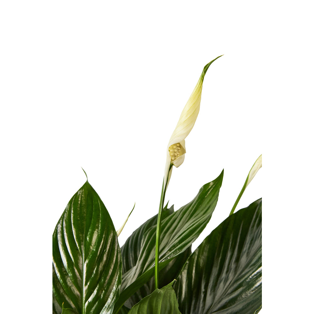  Spathiphyllum 'Sweet Chico': H 50 Cm Pot D13 Cm