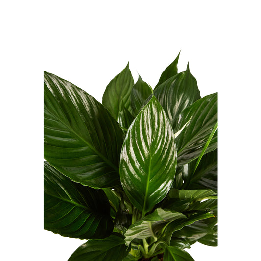 Spathiphyllum 'Sweet Chico': H 50 Cm Pot D13 Cm