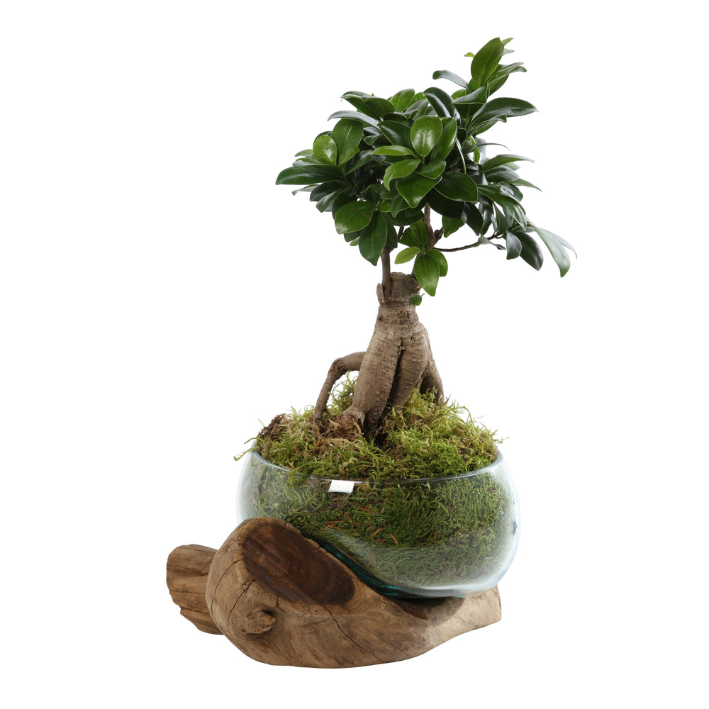  Ficus Ginseng : H35cm Socle Bois, Contenant En Verre D21 Cm