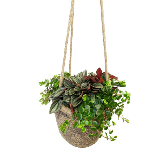  Succulentes En Sac De Jute, Pot D20cm- Variétés Variables