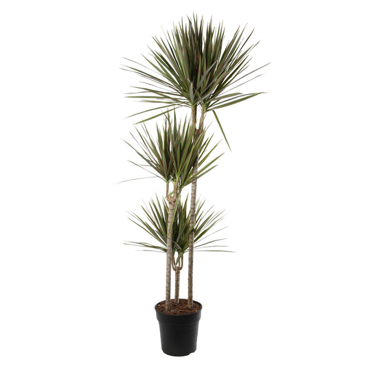  Dracaena 'Bicolor': 3 Pieds H150 Cm Pot D24cm