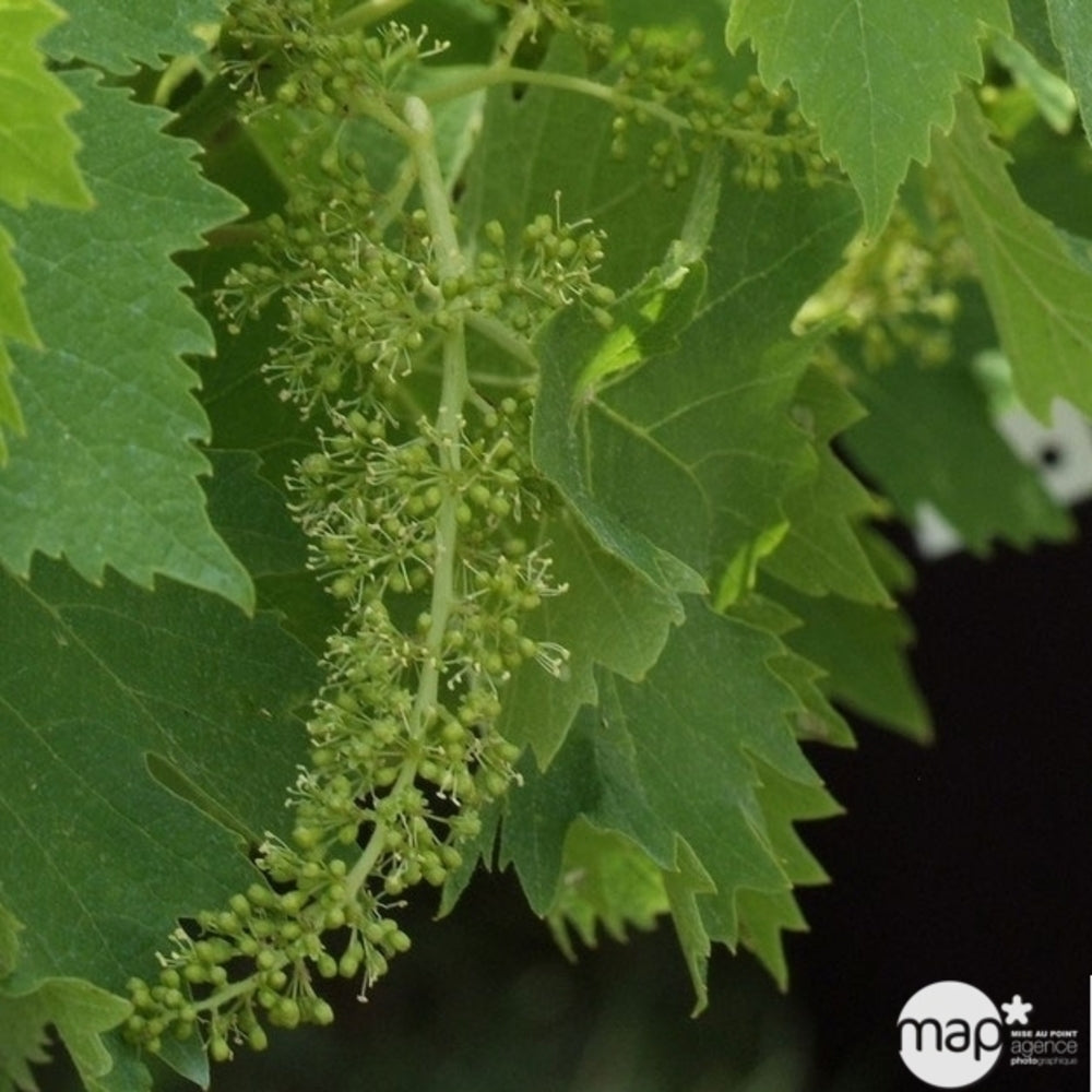  Vigne Variée : Pot 25L