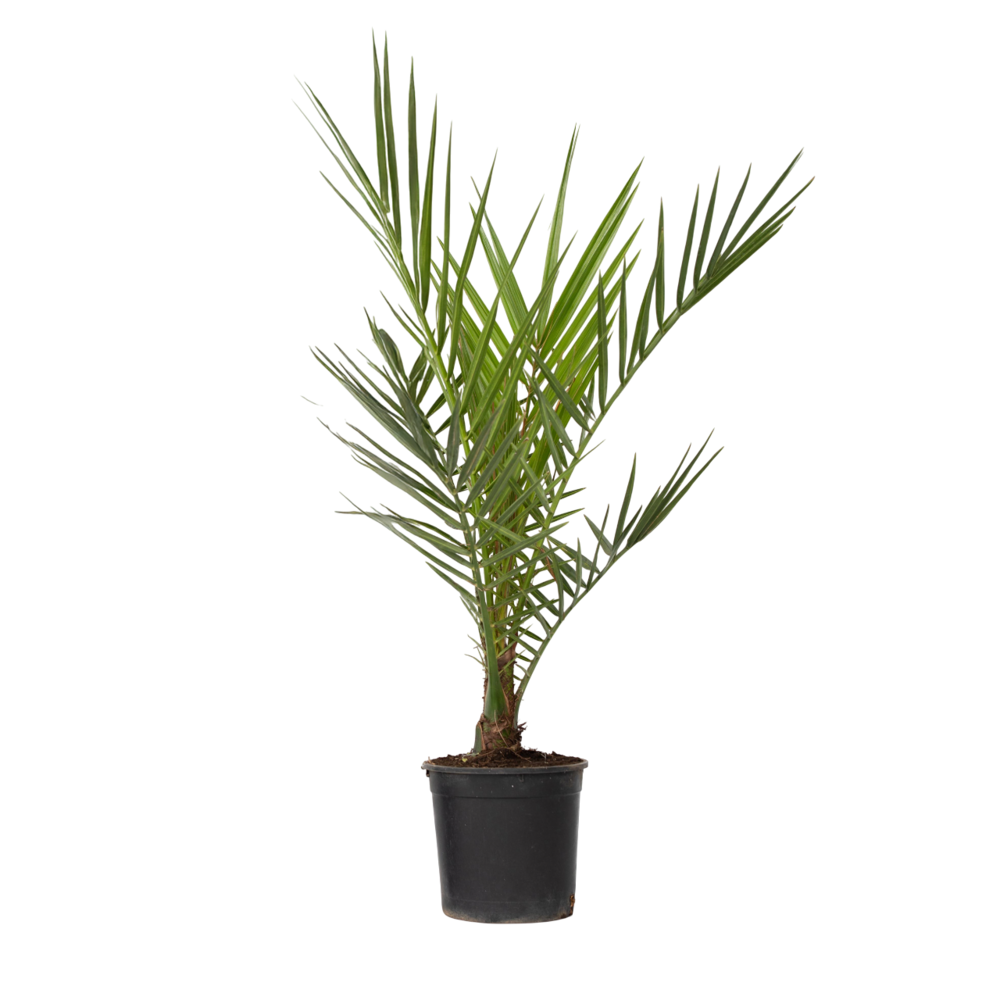  Palmier Dattier Des Canaries - Phoenix Canariensis - Hauteur 50-60cm - ⌀15cm