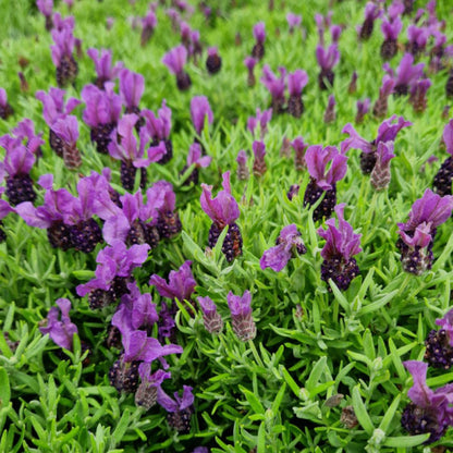  Lavande Papillon Magical® Posy Purple 'kolmapopu'/[-]godet - 5/20 Cm