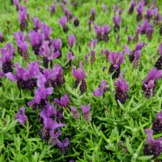  Lavande Papillon Magical® Posy Purple 'kolmapopu'/[-]godet - 5/20 Cm