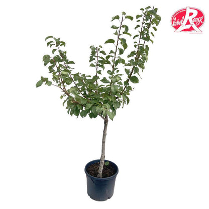  Abricotier Polonais, Label Rouge : Pot 12L