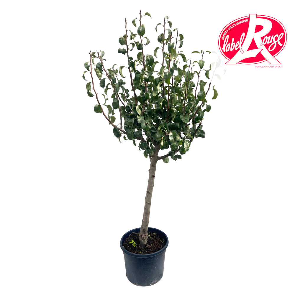  Poirier Williams, Label Rouge : Pot 12L - 3 Ans D'âge