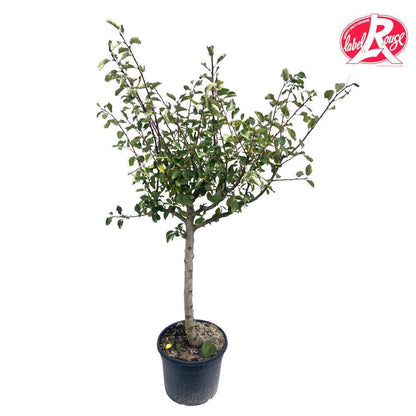  Prunier Quetsche D'Alsace, Label Rouge : Pot 12L