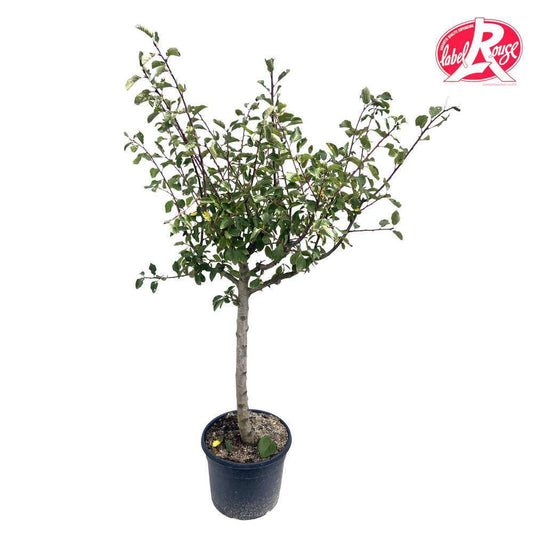  Prunier Quetsche D'Alsace, Label Rouge : Pot 12L