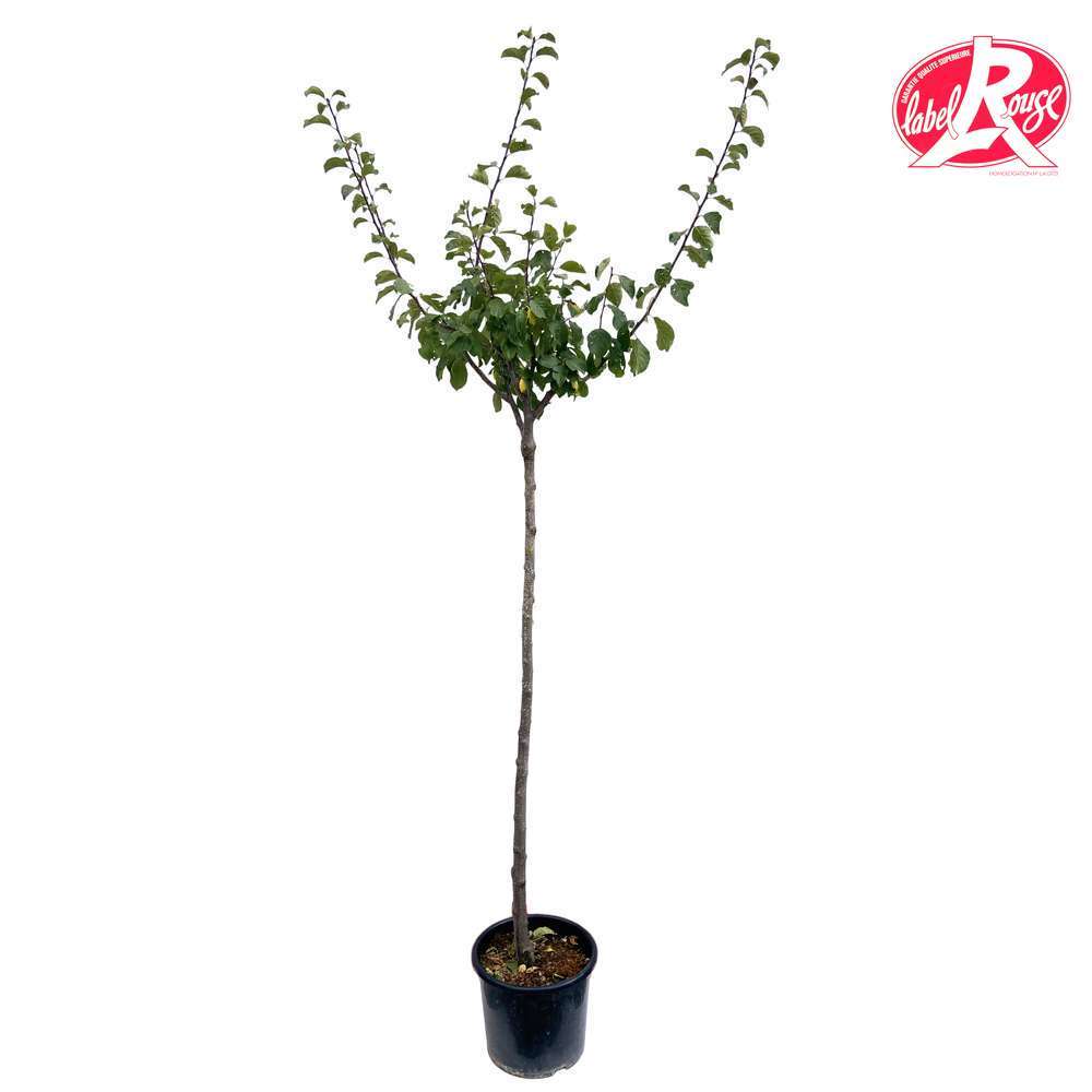  Prunier Quetsche D'Alsace En 1/2 Tige, Label Rouge : Pot 15L, 4/5 Ans