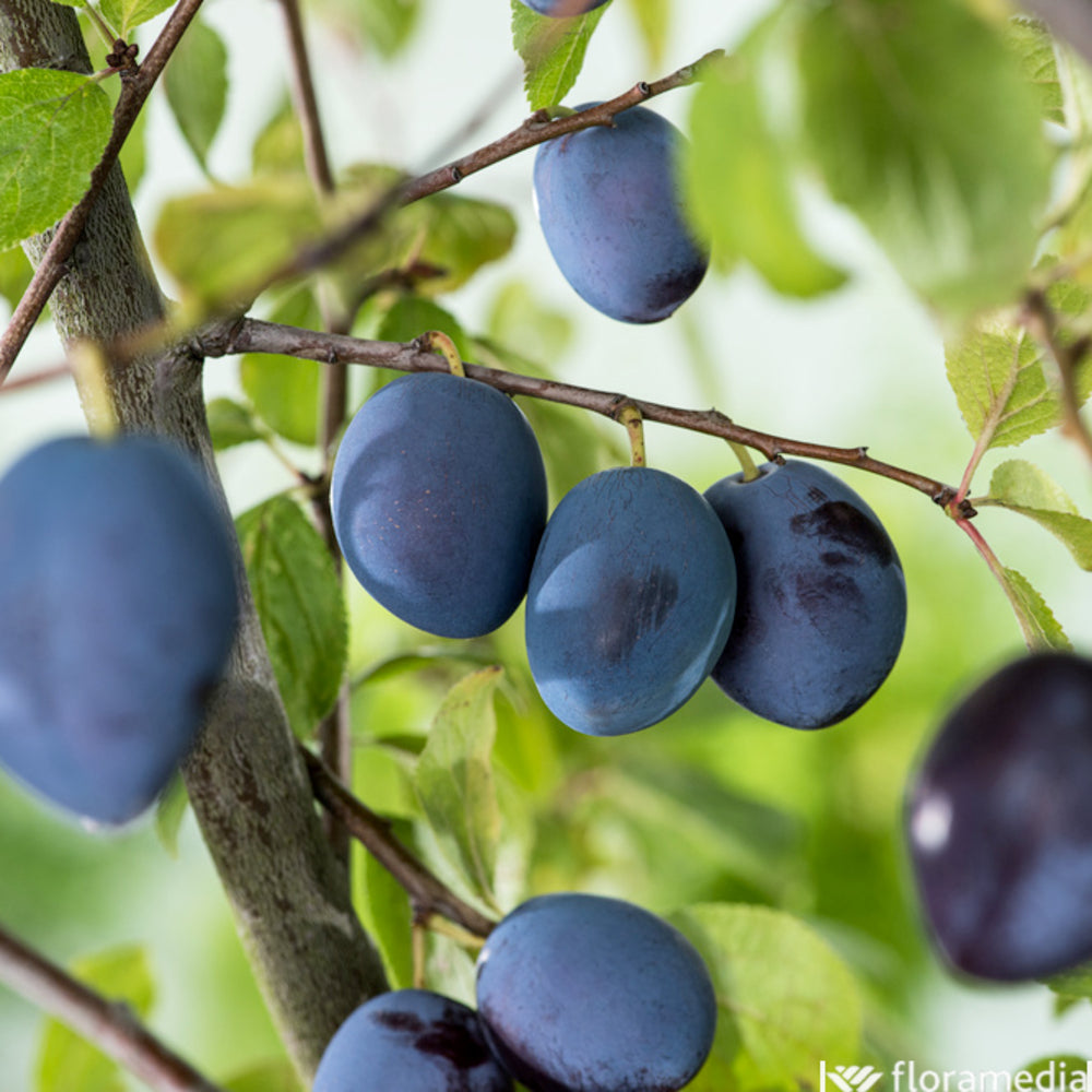  Prunier Quetsche D'Alsace En 1/2 Tige, Label Rouge : Pot 15L, 4/5 Ans