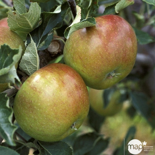  Pommier Cox Orange Pippin, Label Rouge : Pot 12L