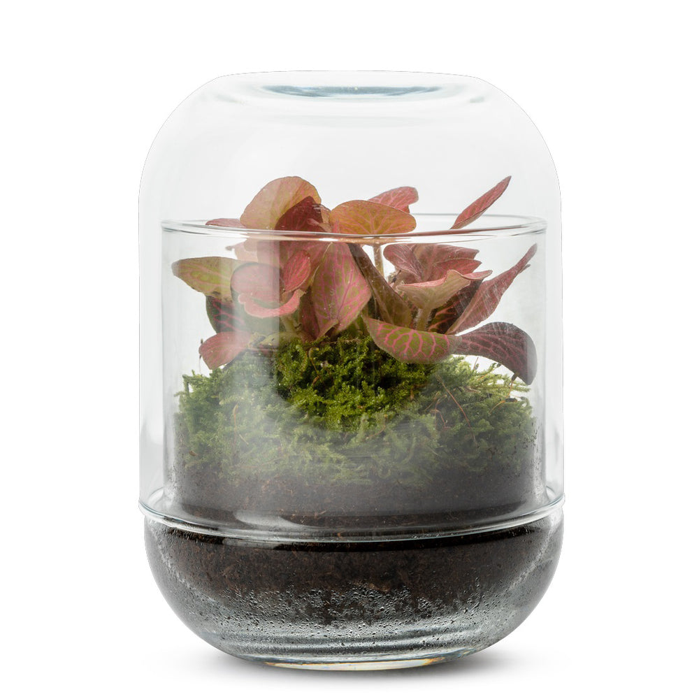  Capsule Fitto
