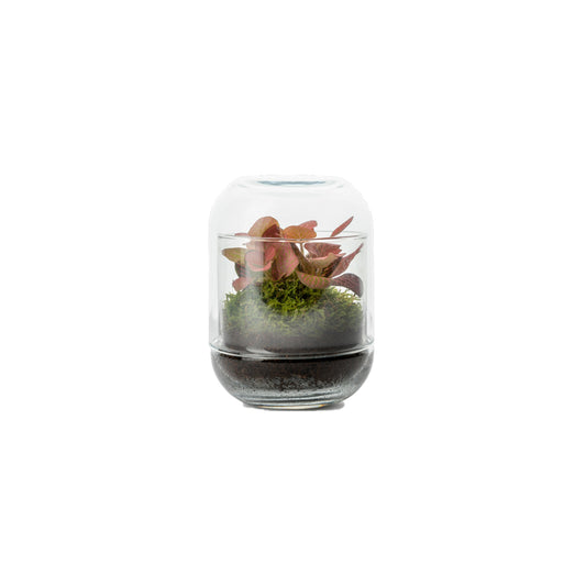  Capsule Fitto