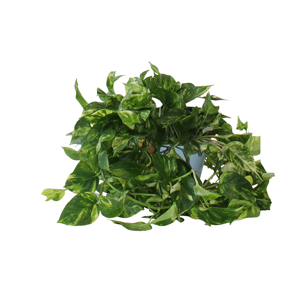  Pothos, Scindapsus : Suspension Ø20cm