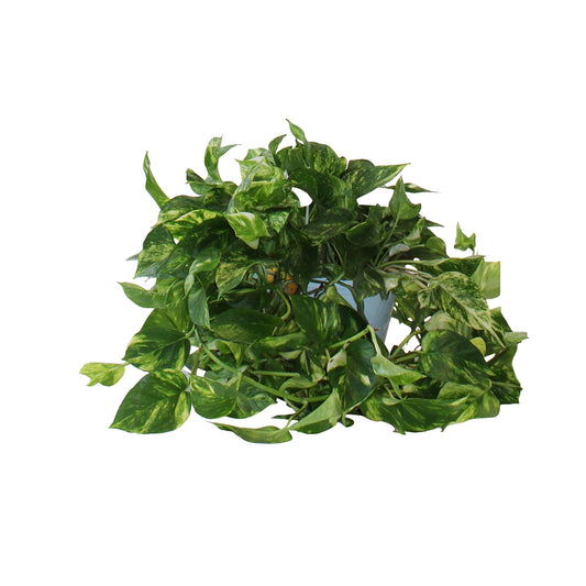  Pothos, Scindapsus : Suspension Ø20cm
