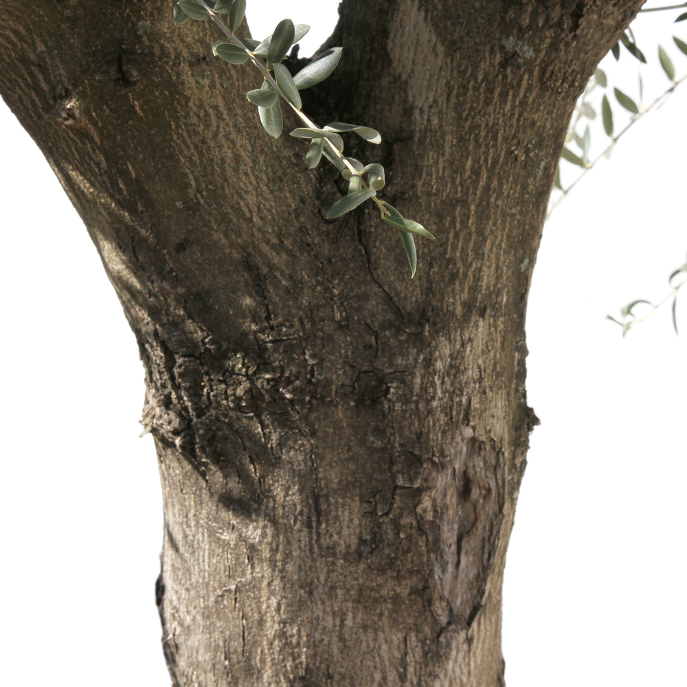  Olivier, Olea Europeae, Tronc Lisse : Pot De 230 L - H. 60/80 Cm