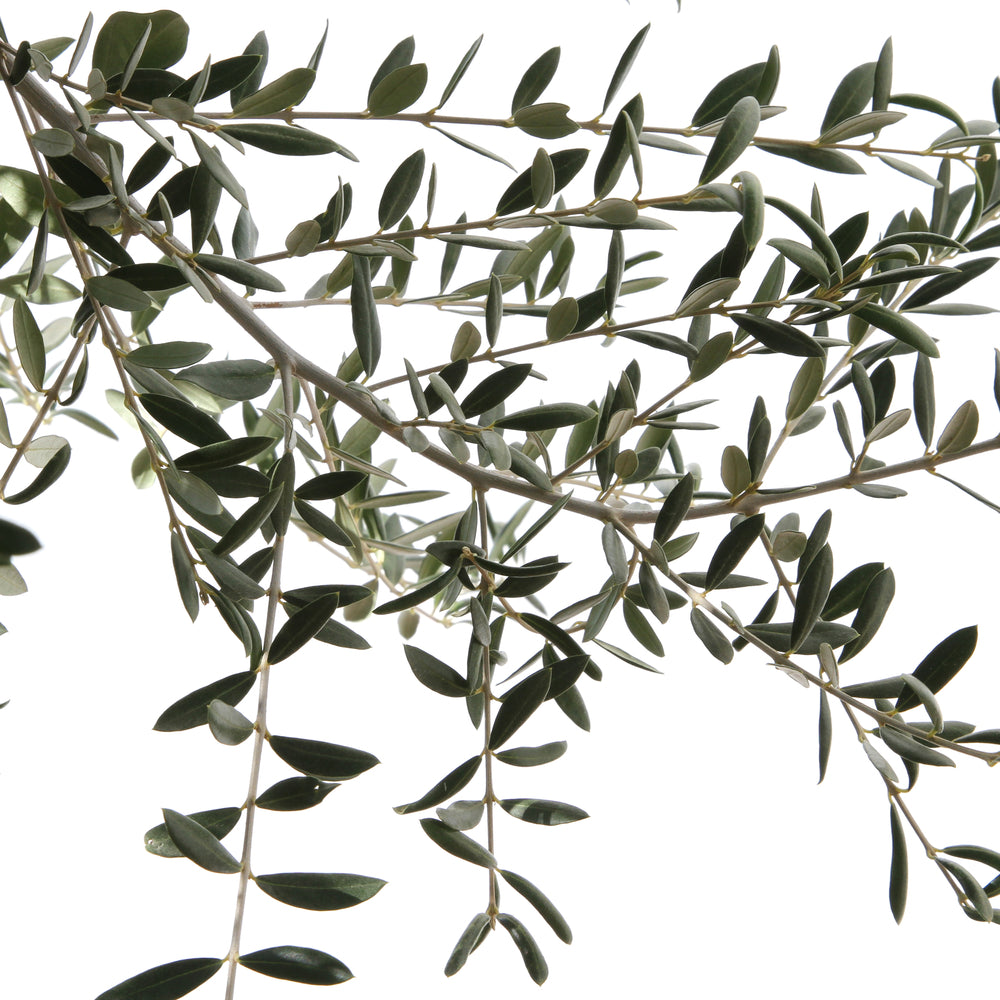  Olivier, Olea Europeae, Tronc Lisse : Pot De 230 L - H. 60/80 Cm